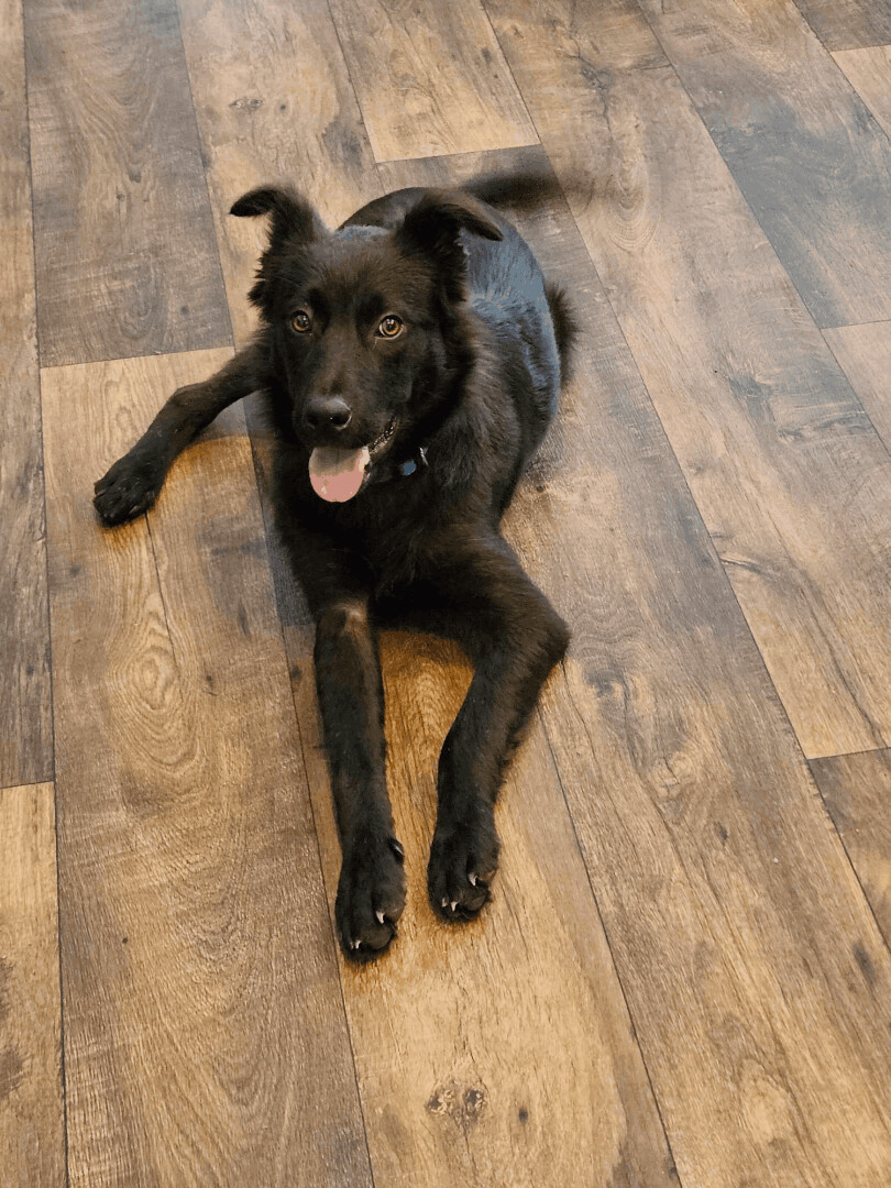 Enlarge Max, a Adopted mixed breed in Canyon Lake, TX image 1/5