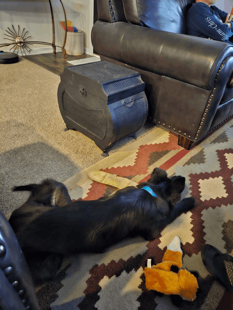 Enlarge Max, a Adopted mixed breed in Canyon Lake, TX image 2/5