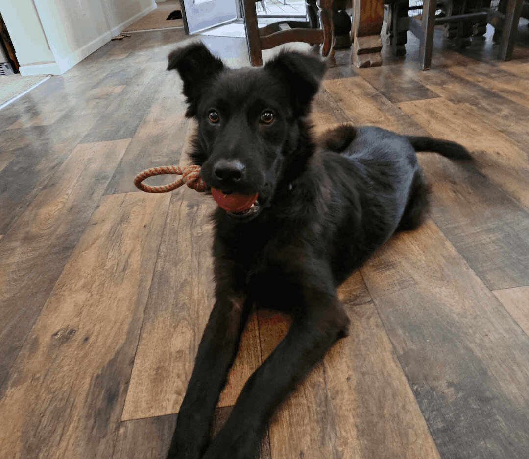 Enlarge Max, a Adopted mixed breed in Canyon Lake, TX image 3/5