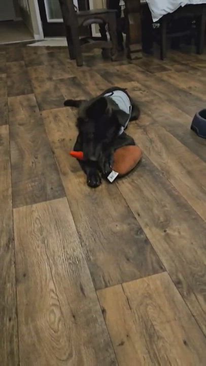 Enlarge Max, a Adopted mixed breed in Canyon Lake, TX video 5/5