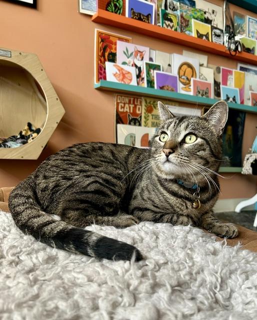 Charlie and Chester, a ADOPTABLE Domestic Short Hair in Denver, CO image 6/6