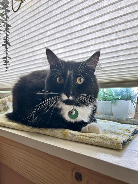 Charlie and Chester, a ADOPTABLE Domestic Short Hair in Denver, CO image 2/6