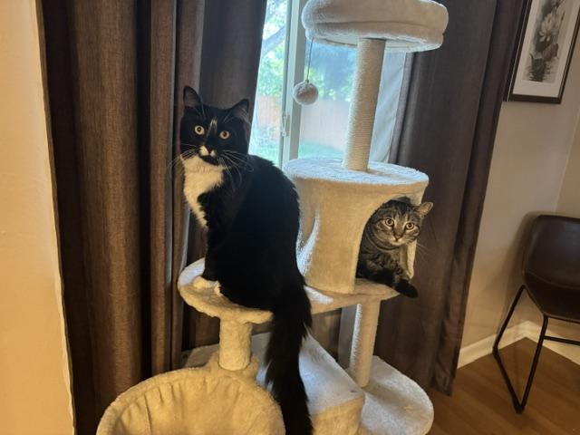 Charlie and Chester, ADOPTABLE, Adult Male Domestic Short Hair.