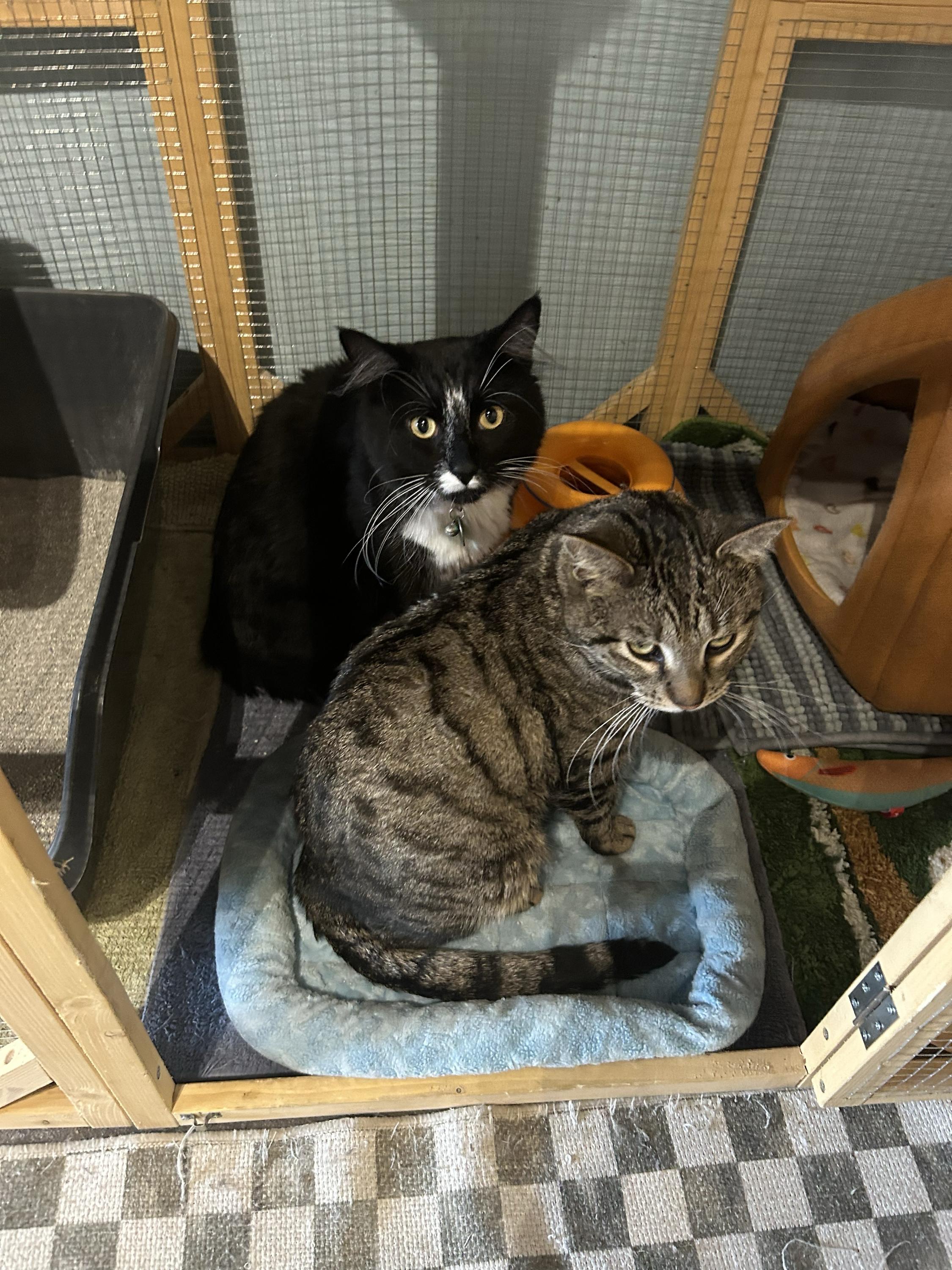 Charlie and Chester, a ADOPTABLE Domestic Short Hair in Denver, CO image 5/6
