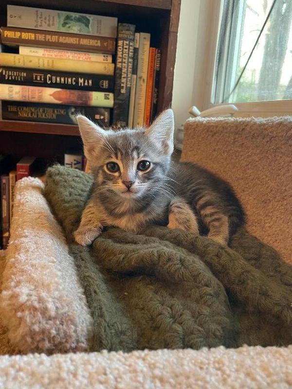 Enlarge Sage, a Adoptable mixed breed in Richardson, TX image 1/3