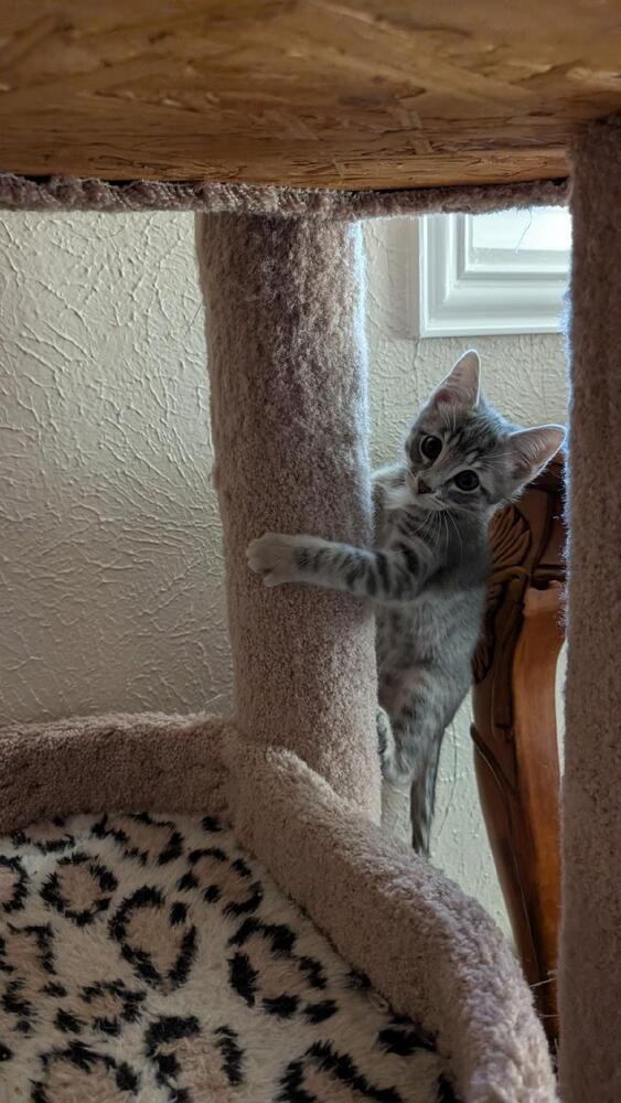 Enlarge Sage, a Adoptable mixed breed in Richardson, TX image 2/3