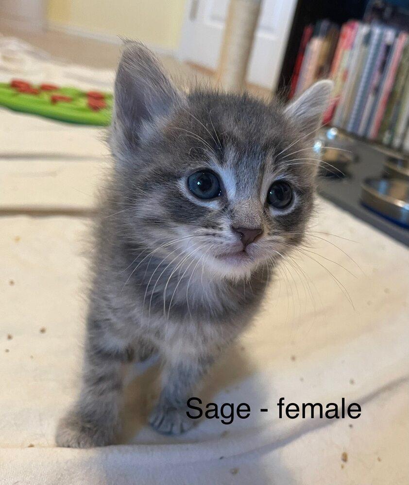 Enlarge Sage, a Adoptable mixed breed in Richardson, TX image 3/3