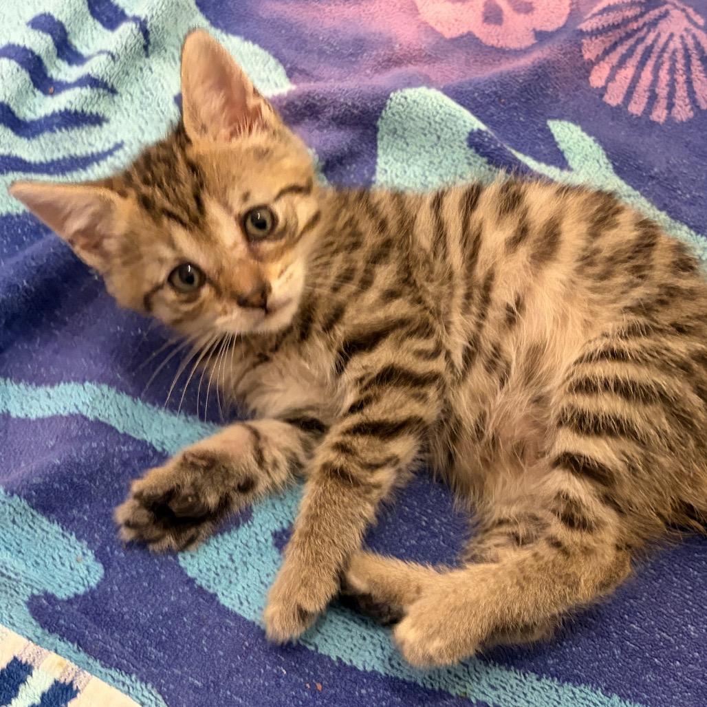 Jasper, Adoptable, Kitten Male Domestic Short Hair.