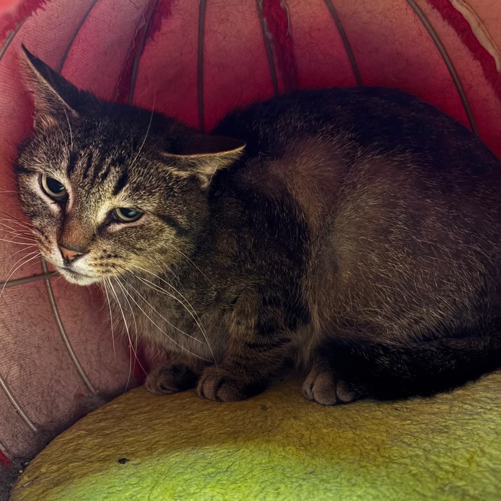 Enlarge Nellie, a Adoptable Domestic Short Hair in Mount Juliet, TN image 1/4