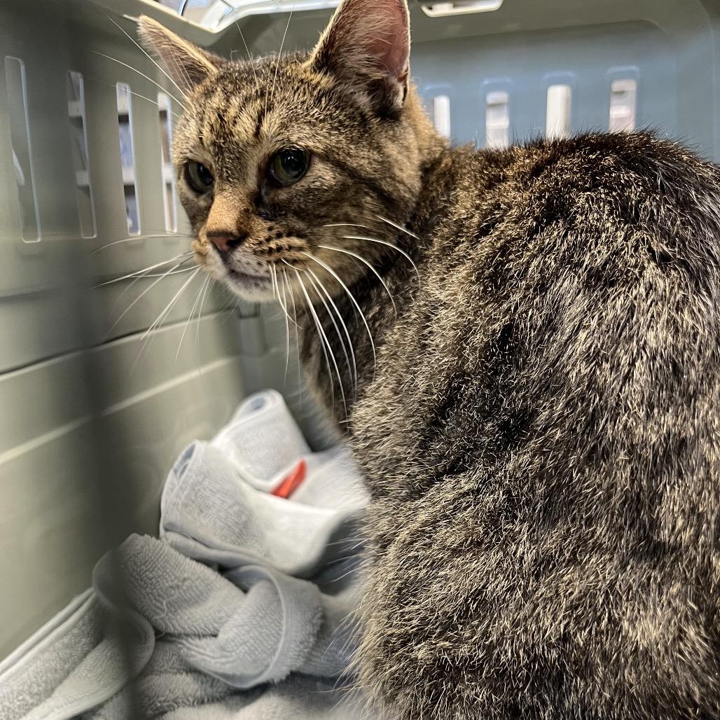 Enlarge Nellie, a Adoptable Domestic Short Hair in Mount Juliet, TN image 2/4