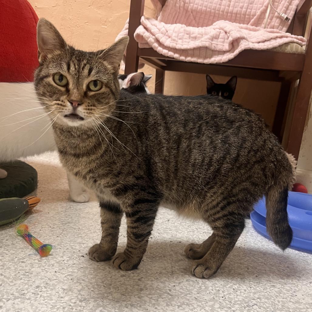 Enlarge Nellie, a Adoptable Domestic Short Hair in Mount Juliet, TN image 3/4