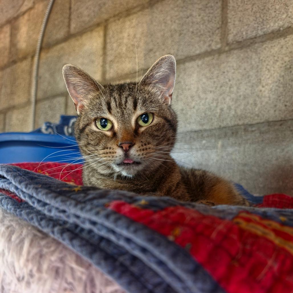 Enlarge Nellie, a Adoptable Domestic Short Hair in Mount Juliet, TN image 4/4