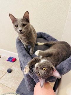 Toadstool & Truffle, a Adoptable Domestic Short Hair in Dripping Springs, TX image 1/3