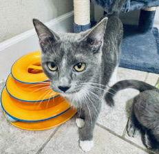 Toadstool & Truffle, a Adoptable Domestic Short Hair in Dripping Springs, TX image 2/3