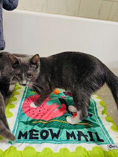 Toadstool & Truffle, a Adoptable Domestic Short Hair in Dripping Springs, TX image 3/3