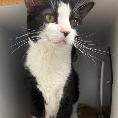 Enlarge Cupcake, a ADOPTABLE Domestic Short Hair in Quincy, MA image 2/2