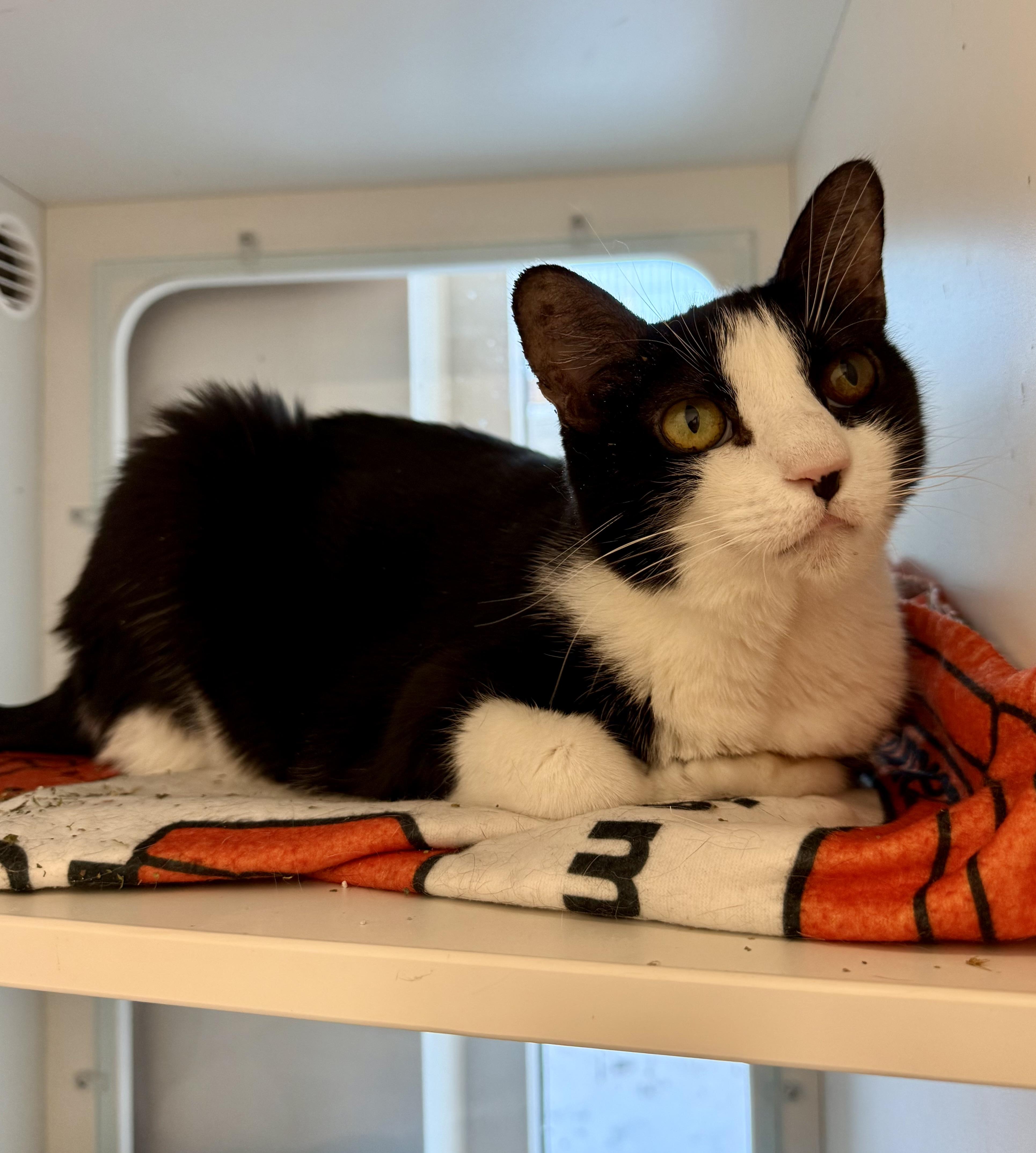 Enlarge Cupcake, a ADOPTABLE Domestic Short Hair in Quincy, MA image 1/2