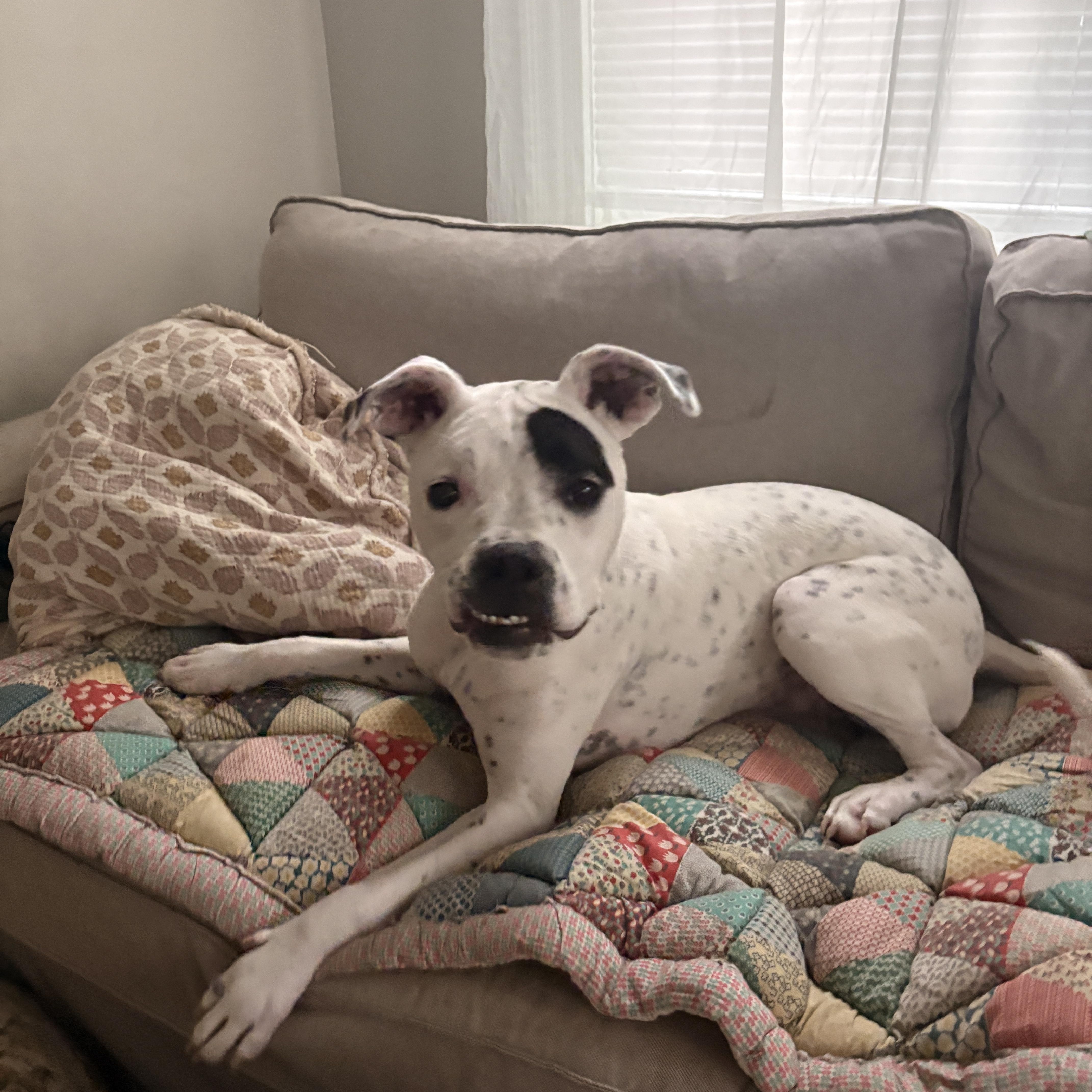 Enlarge Gigi, a ADOPTABLE mixed breed in Cumberland, RI image 2/5