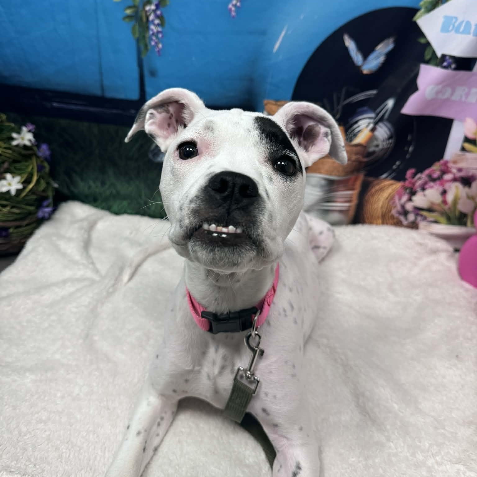 Enlarge Gigi, a ADOPTABLE mixed breed in Cumberland, RI image 4/5