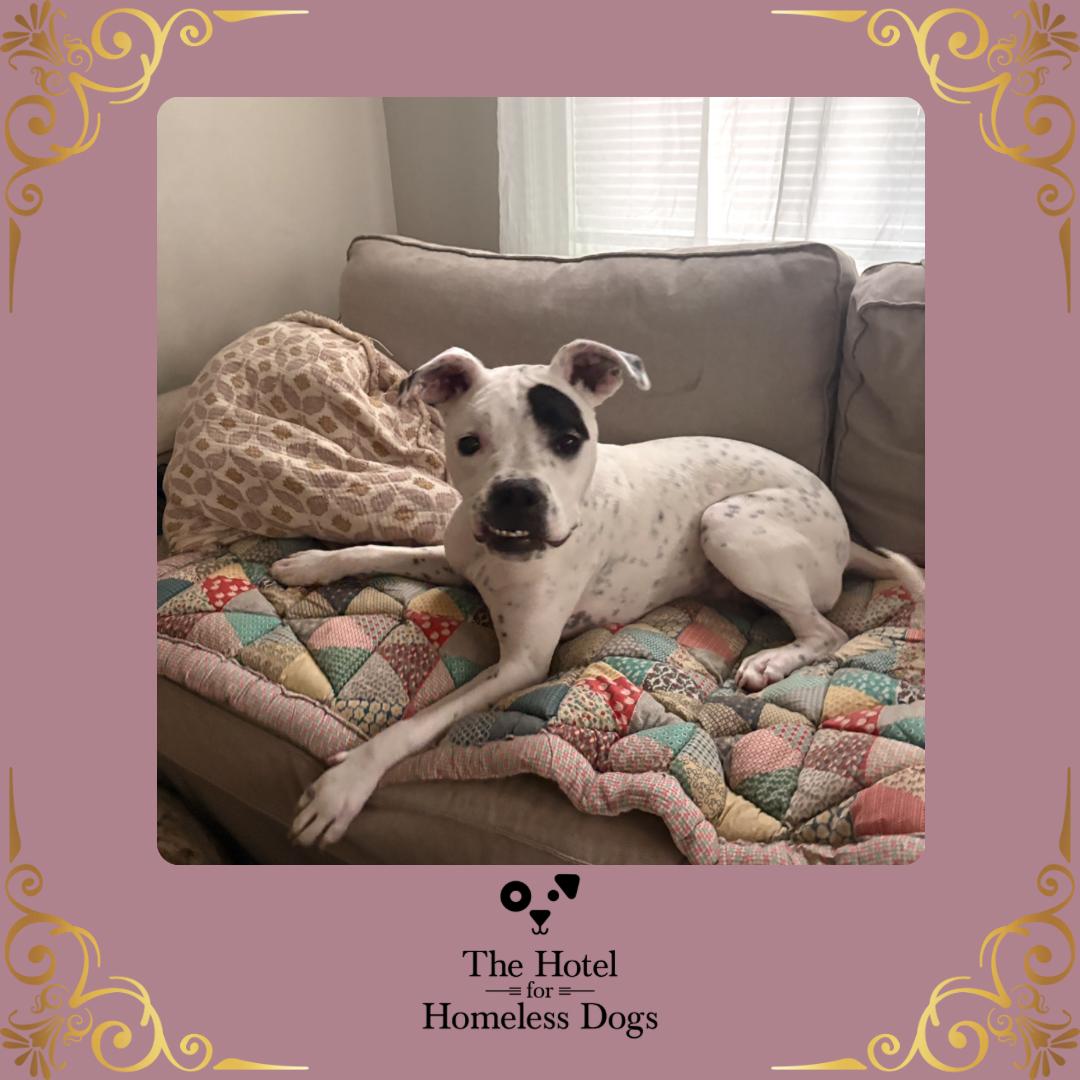 Enlarge Gigi, a ADOPTABLE mixed breed in Cumberland, RI image 1/5