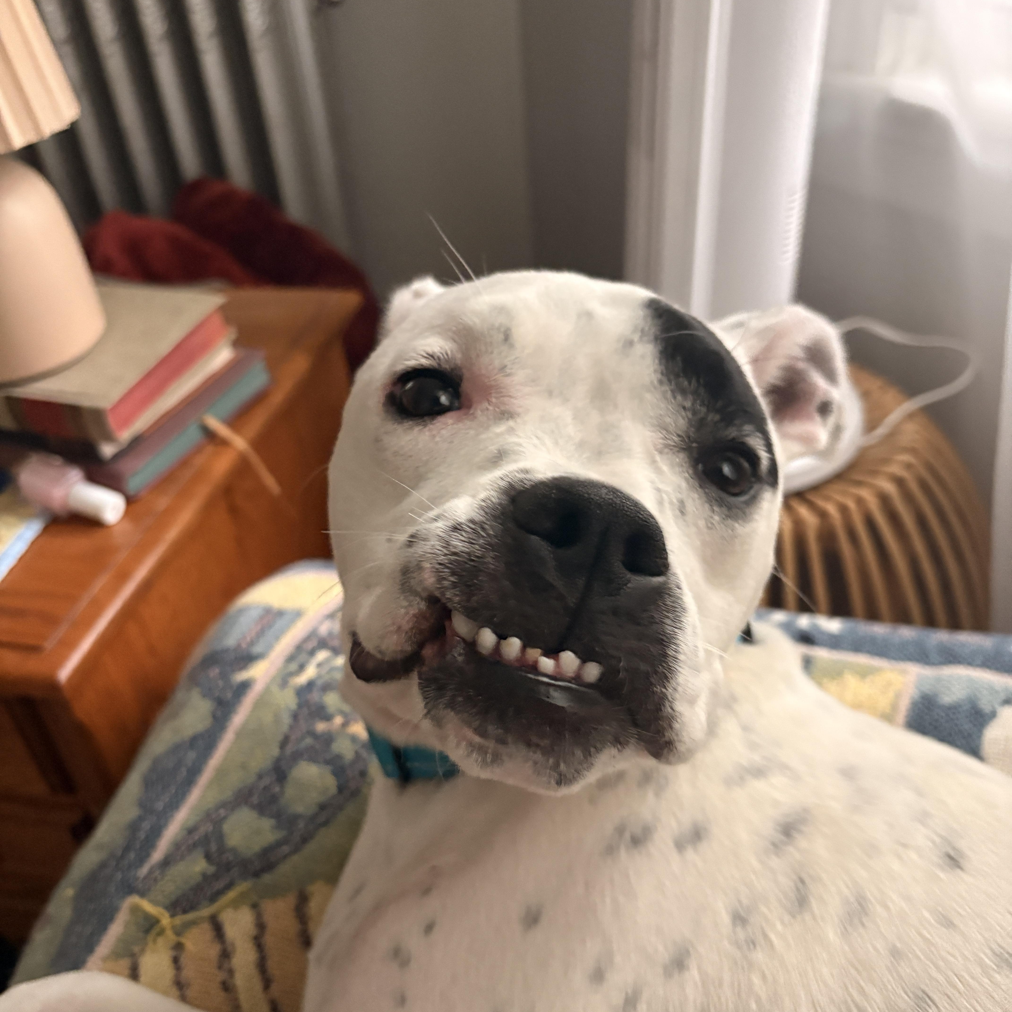 Enlarge Gigi, a ADOPTABLE mixed breed in Cumberland, RI image 3/5