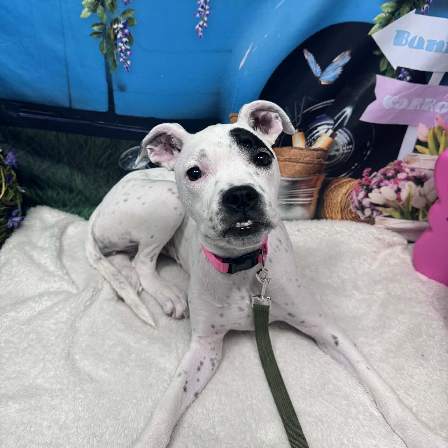 Enlarge Gigi, a ADOPTABLE mixed breed in Cumberland, RI image 5/5