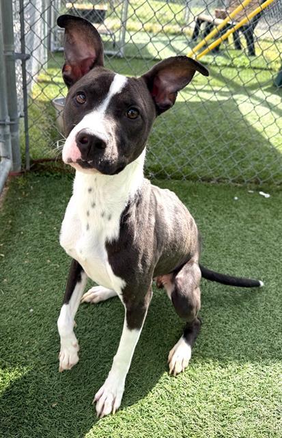 PEEPSTER, Adoptable, Young Female Mixed Breed.