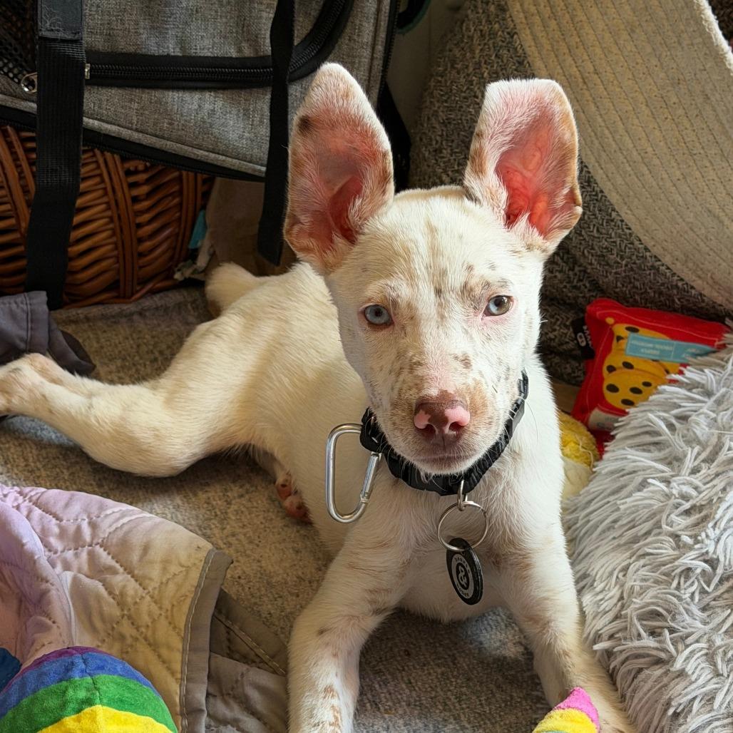 Bean, Adoptable, Puppy Female Australian Shepherd.