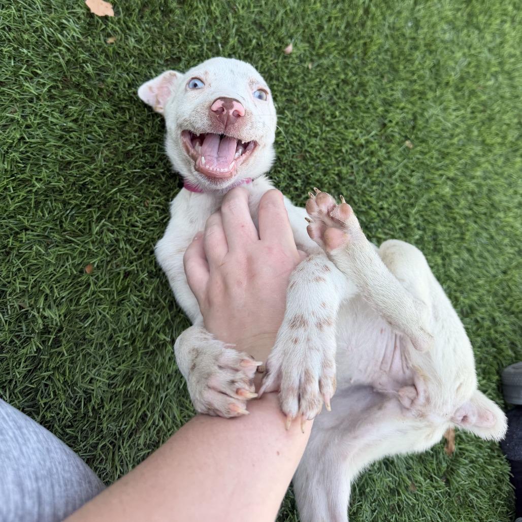 Enlarge Bean, a Adoptable Australian Shepherd in Brooklyn, NY image 3/6