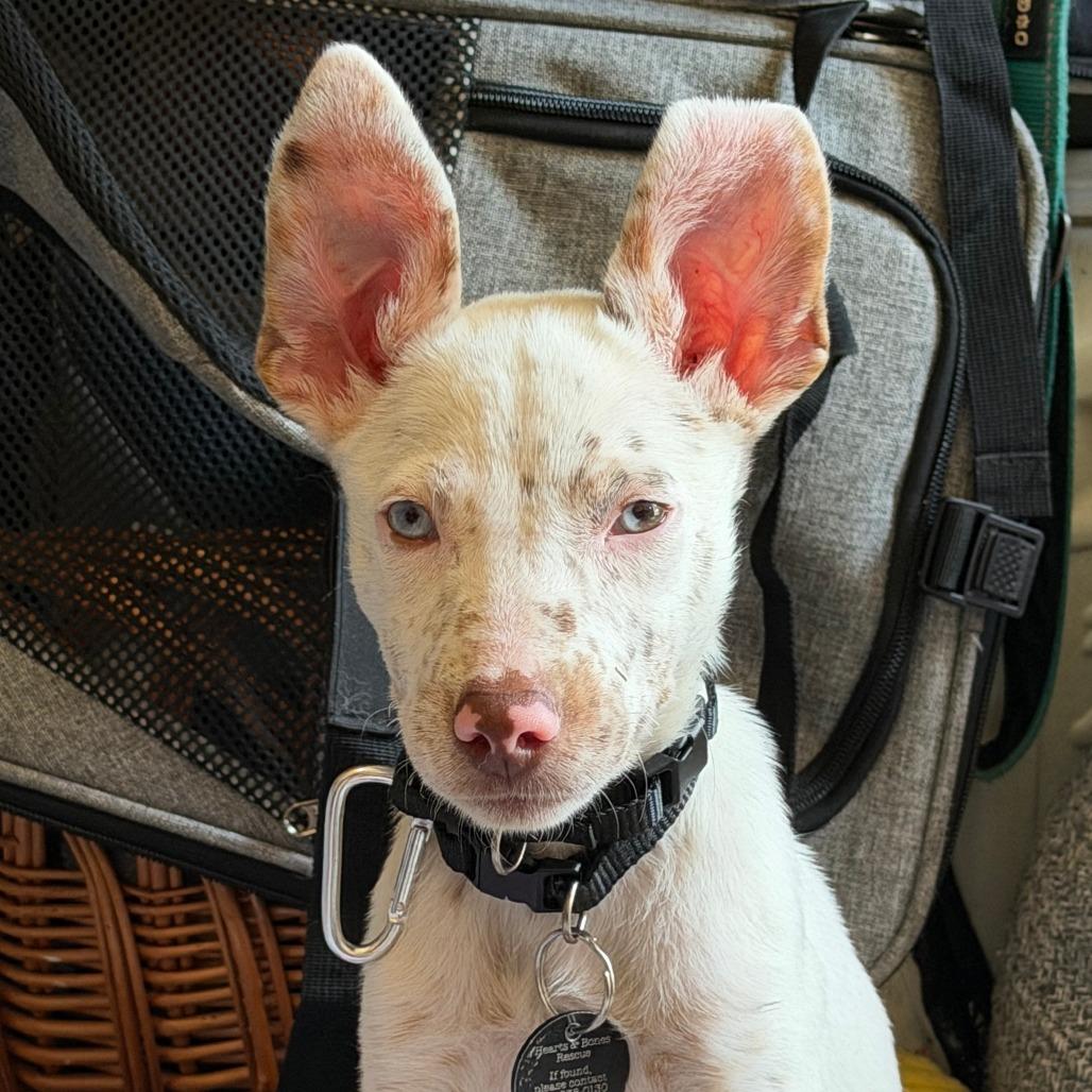 Enlarge Bean, a Adoptable Australian Shepherd in Brooklyn, NY image 6/6