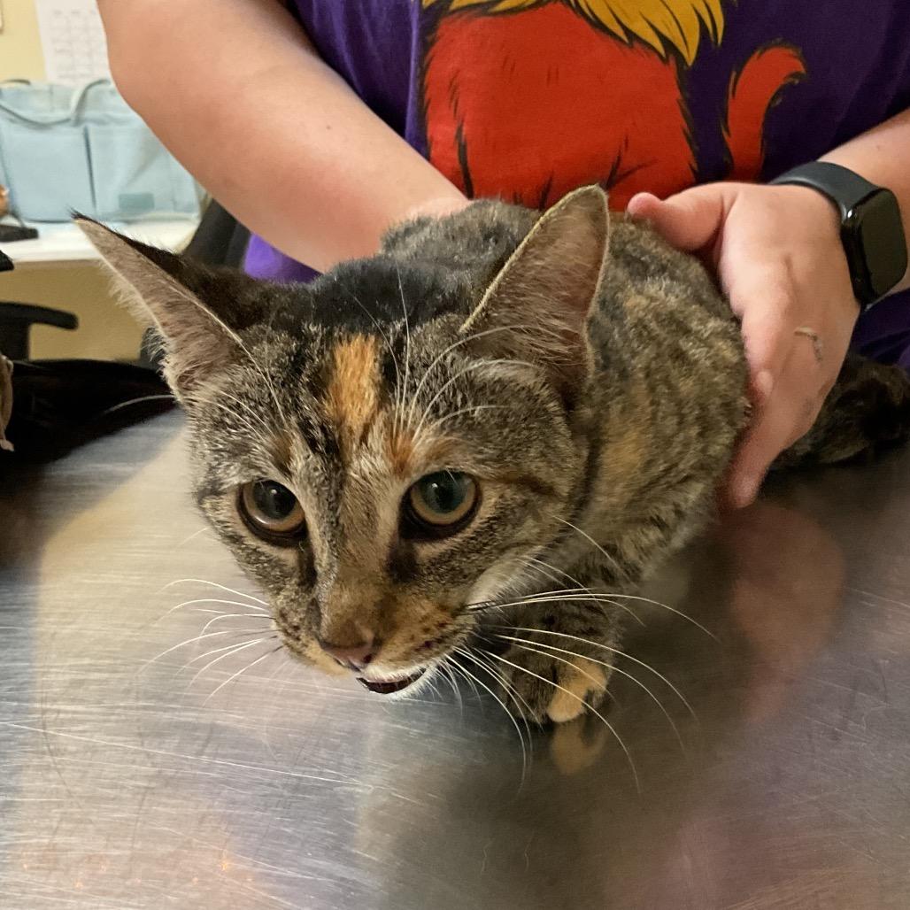 Patches, Adoptable, Young Female Domestic Short Hair.