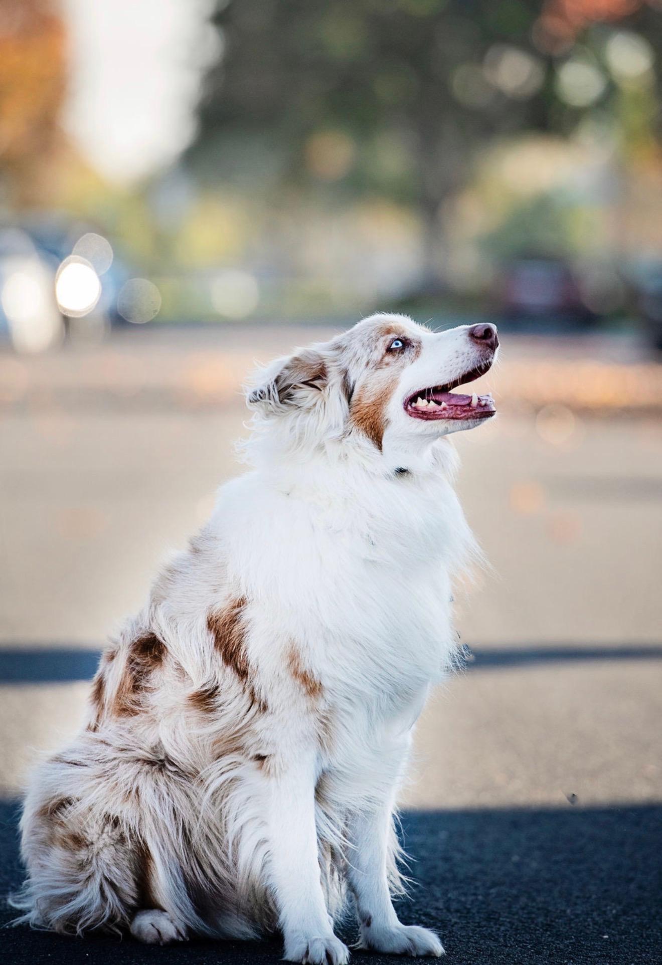 Enlarge Sailor, a ADOPTABLE Australian Shepherd in Burbank, CA image 3/4