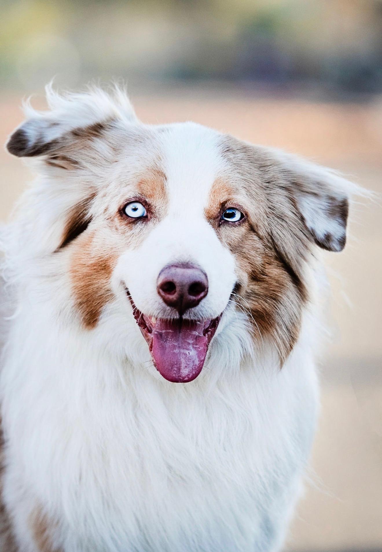 Sailor, ADOPTABLE, Adult Male Australian Shepherd.