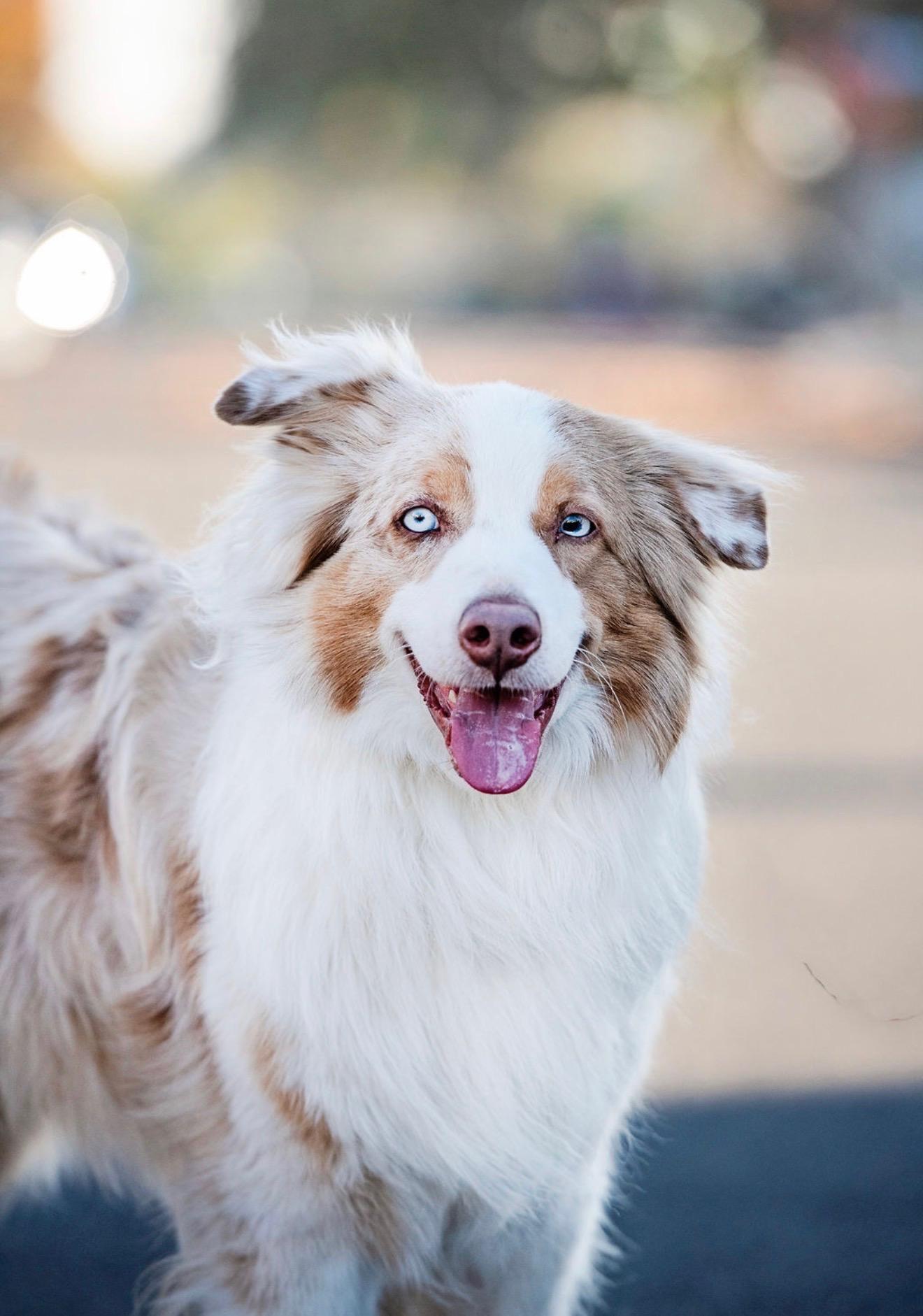 Enlarge Sailor, a ADOPTABLE Australian Shepherd in Burbank, CA image 4/4