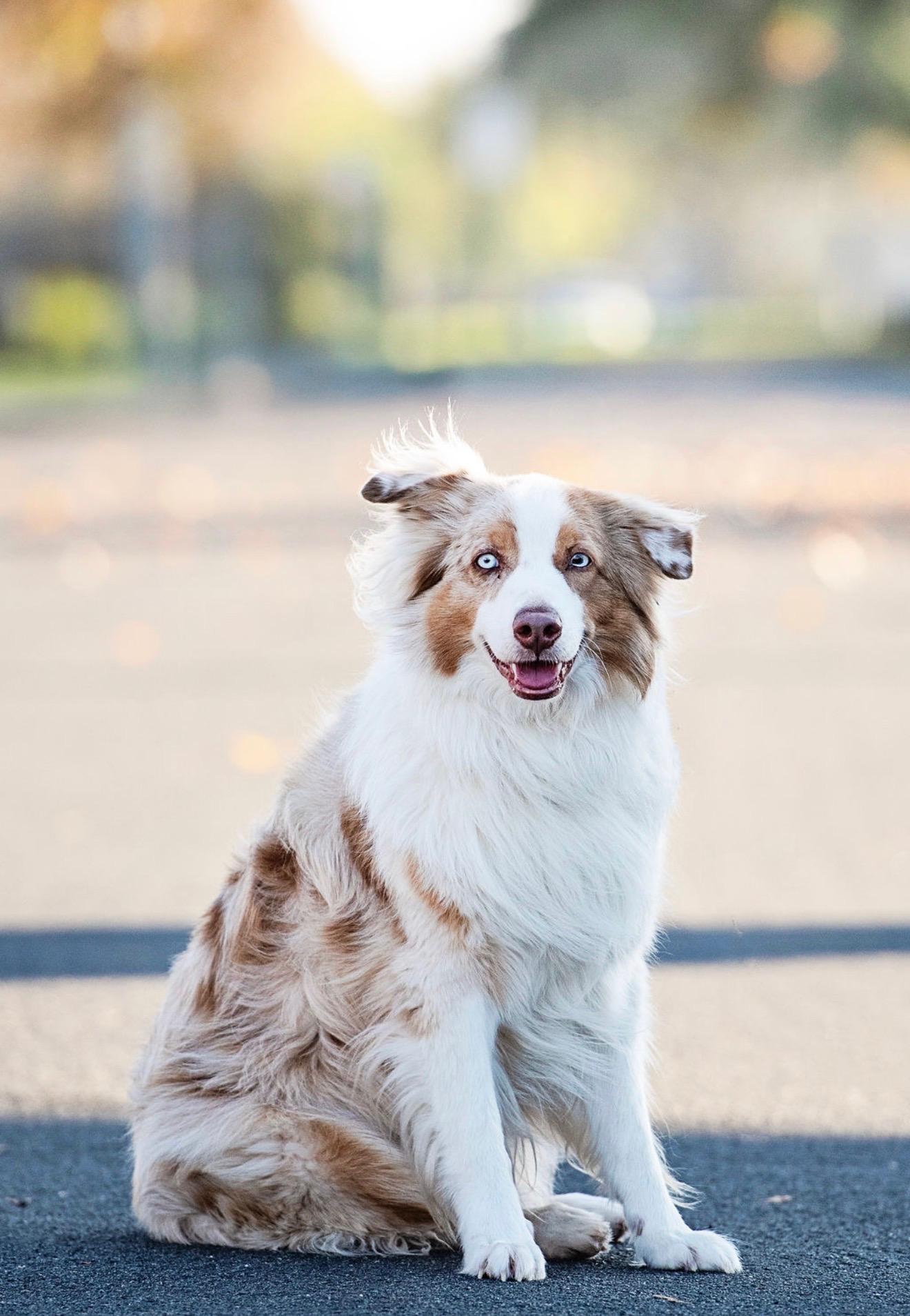 Enlarge Sailor, a ADOPTABLE Australian Shepherd in Burbank, CA image 2/4