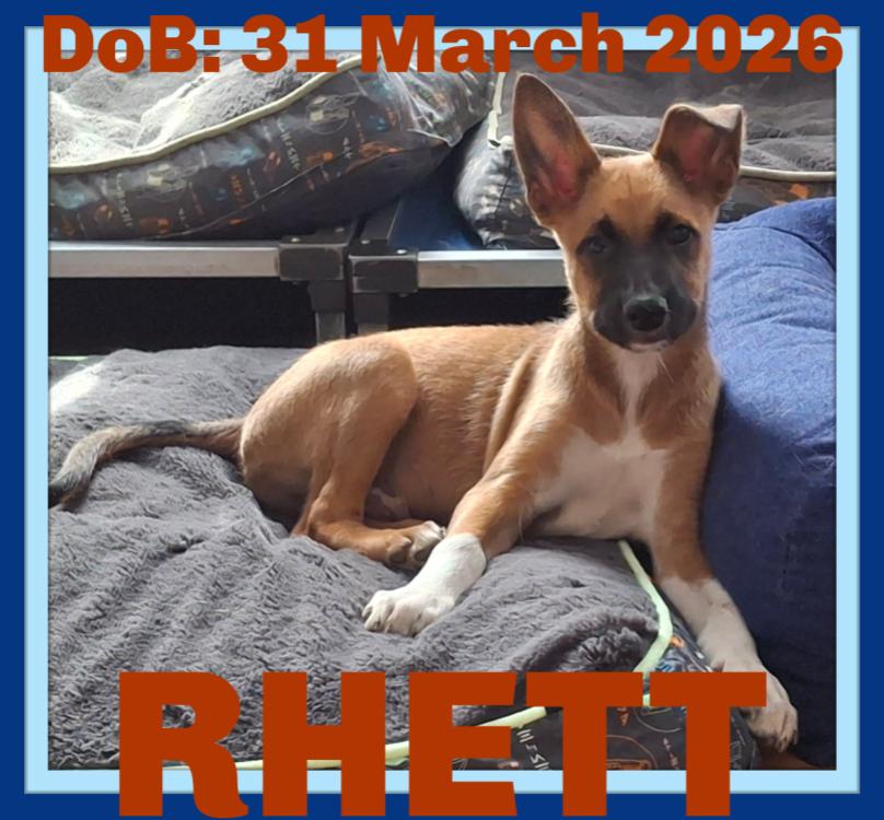 RHETT, a Adopted mixed breed in Sebec, ME image 3/3