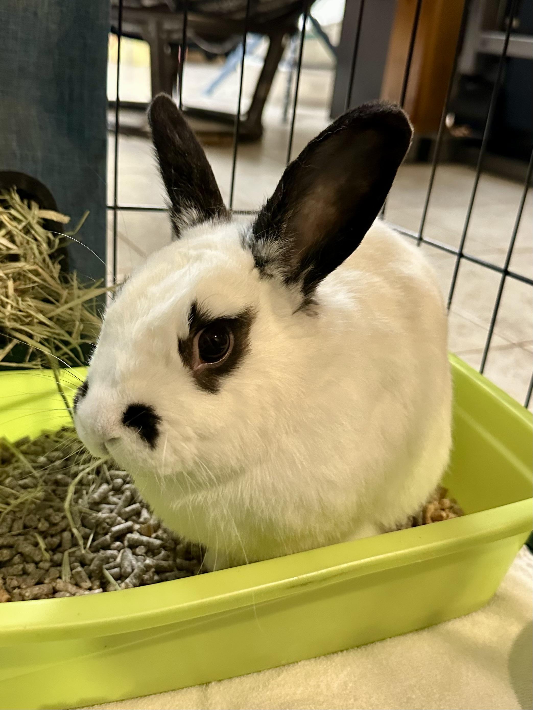 Enlarge Tundra, a ADOPTABLE English Spot in Andover, CT image 2/6