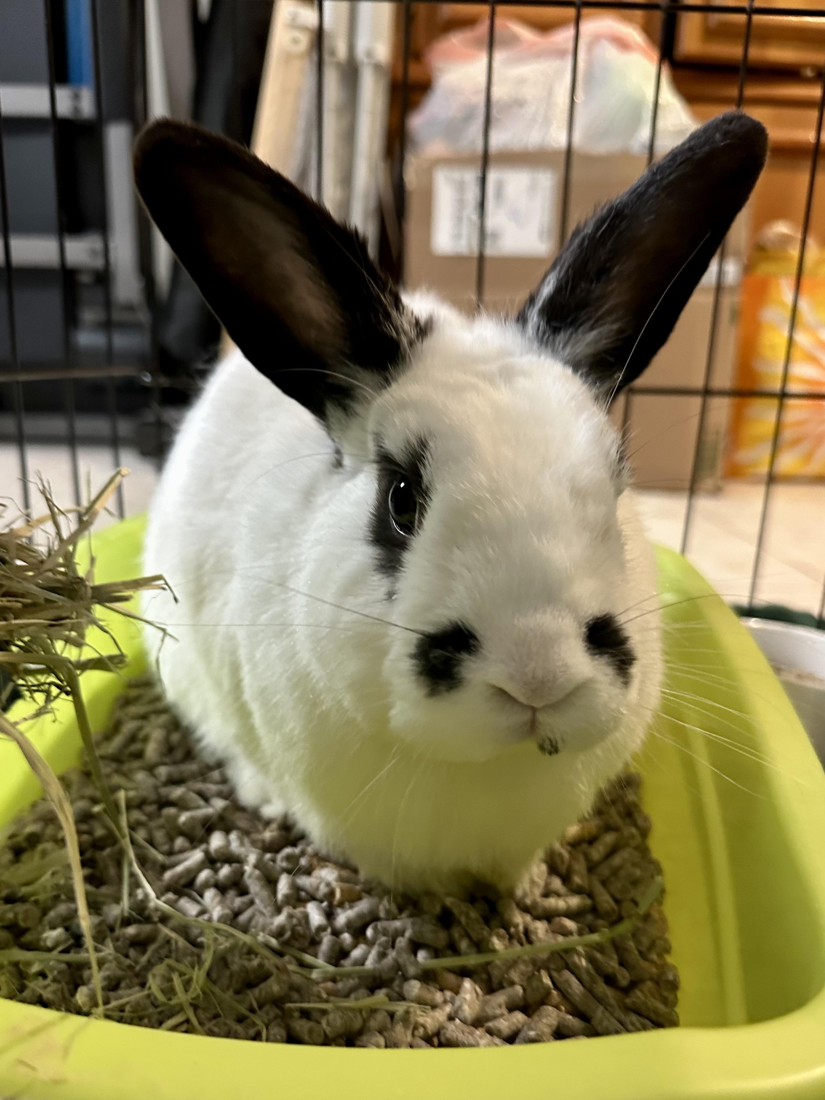 Enlarge Tundra, a ADOPTABLE English Spot in Andover, CT image 3/6