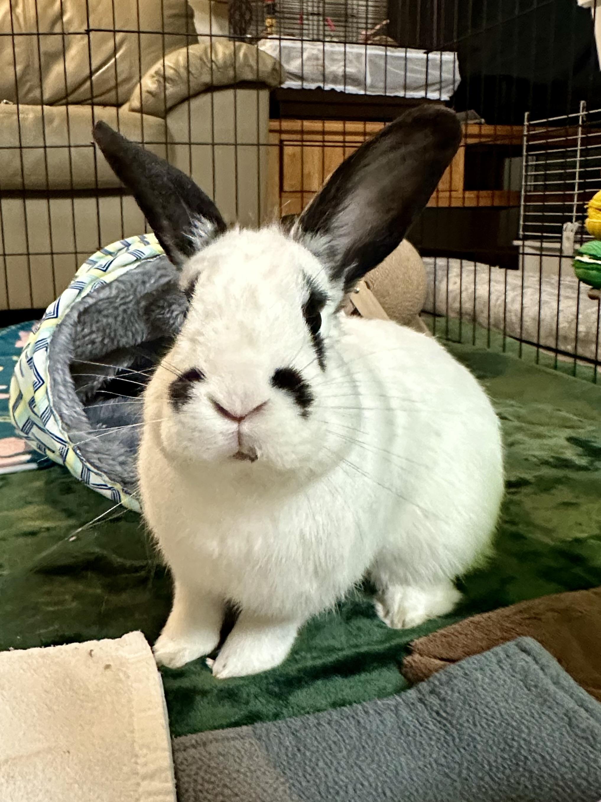 Tundra, ADOPTABLE, Young Male English Spot.