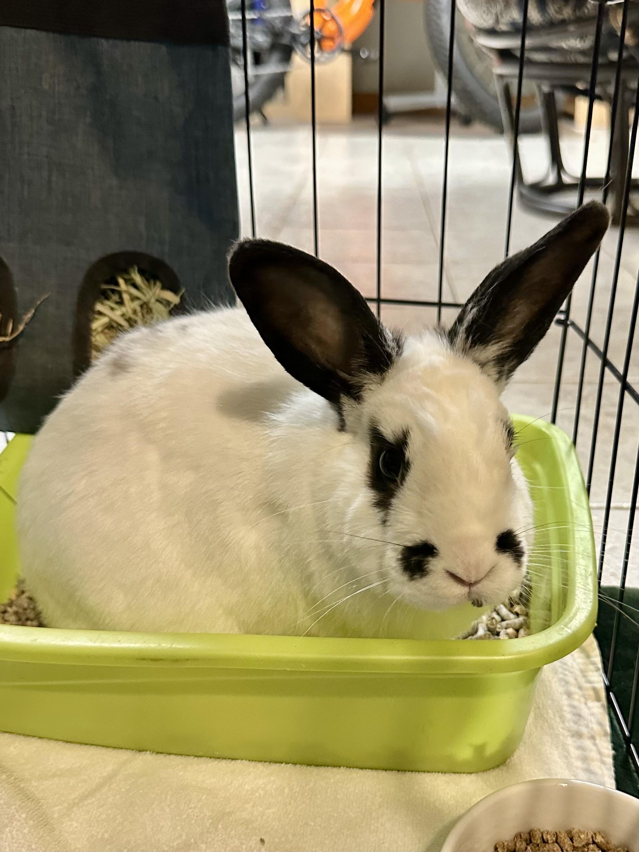 Enlarge Tundra, a ADOPTABLE English Spot in Andover, CT image 6/6