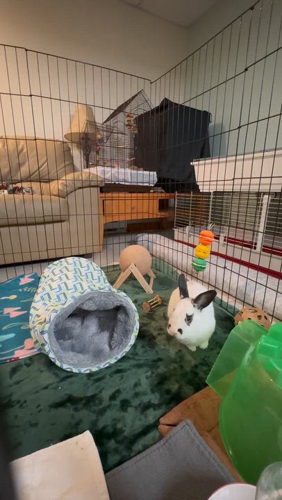 Enlarge Tundra, a ADOPTABLE English Spot in Andover, CT video 5/6