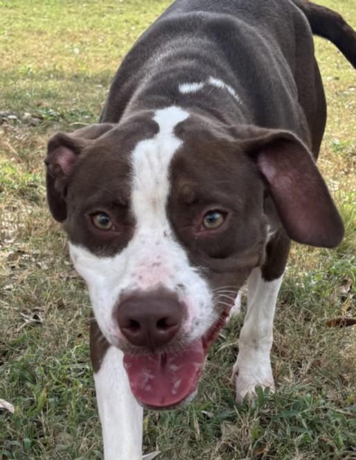 Enlarge ZELDA, a Adoptable mixed breed in Texas City, TX image 1/1