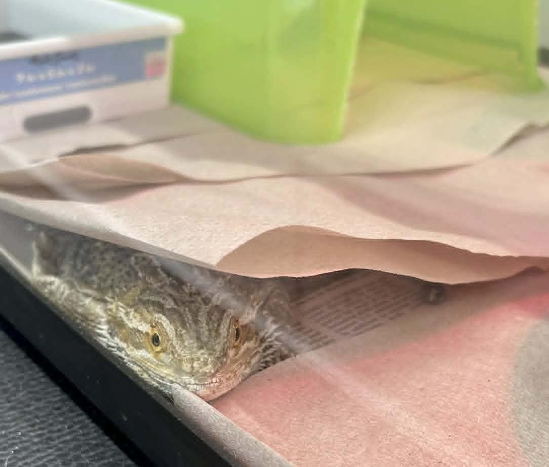 Bacon, an adopted Bearded Dragon in Wakefield, RI image 3/3