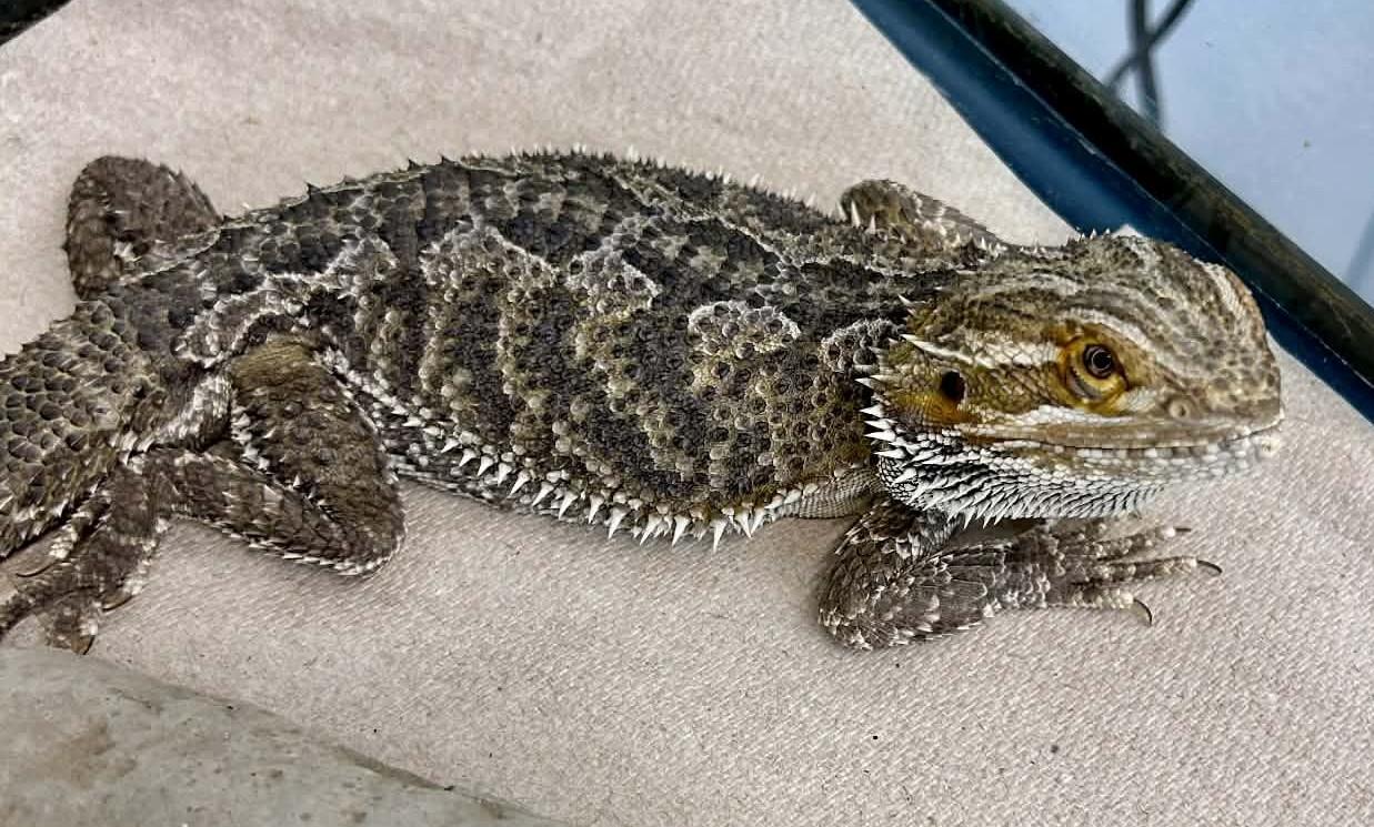 Bacon, an adopted Bearded Dragon in Wakefield, RI image 2/3