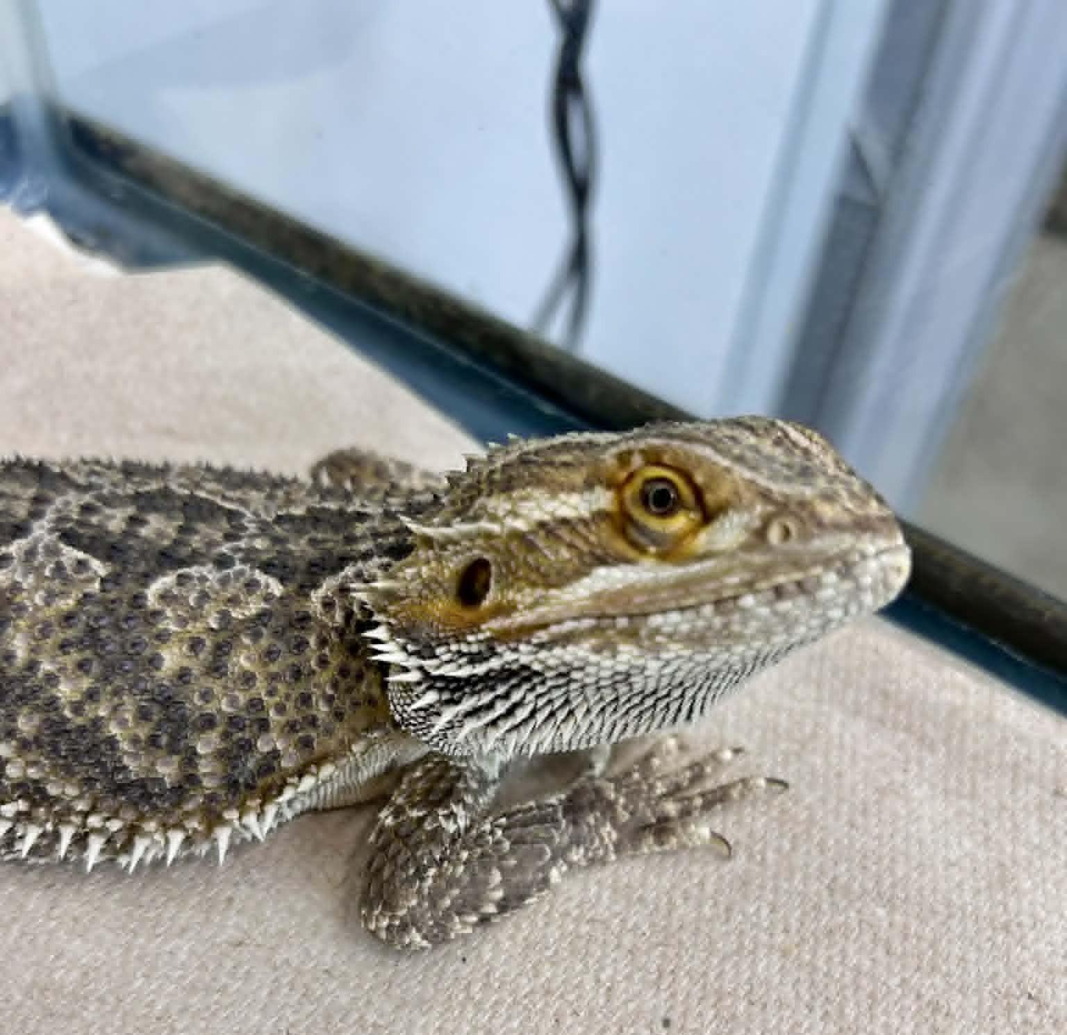 Bacon, adopted, Adult Unknown Bearded Dragon.