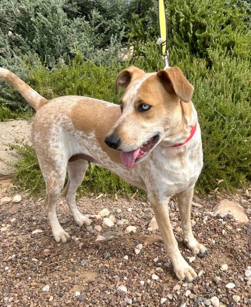 Breezy, a Adoptable mixed breed in Cottonwood, AZ image 1/4