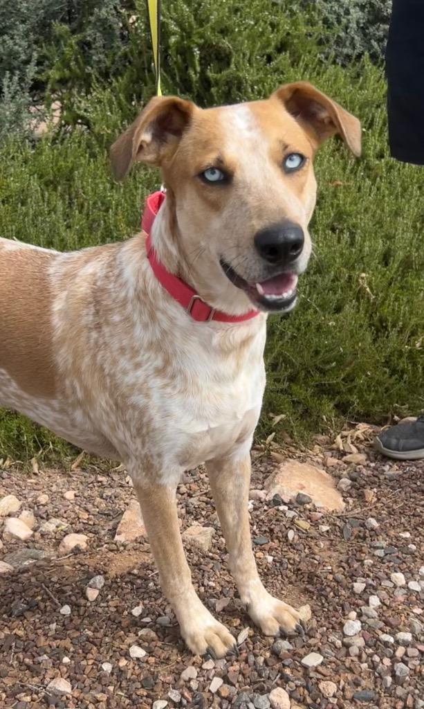 Breezy, a Adoptable mixed breed in Cottonwood, AZ image 2/4