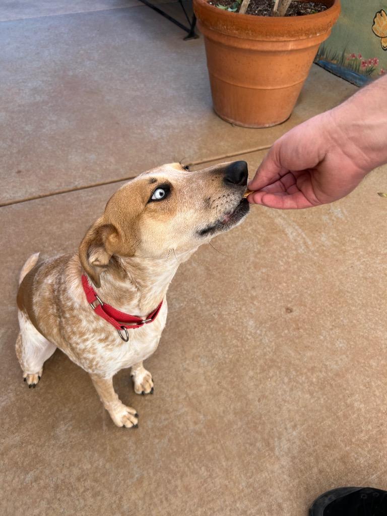 Enlarge Breezy, a Adoptable mixed breed in Cottonwood, AZ image 2/3