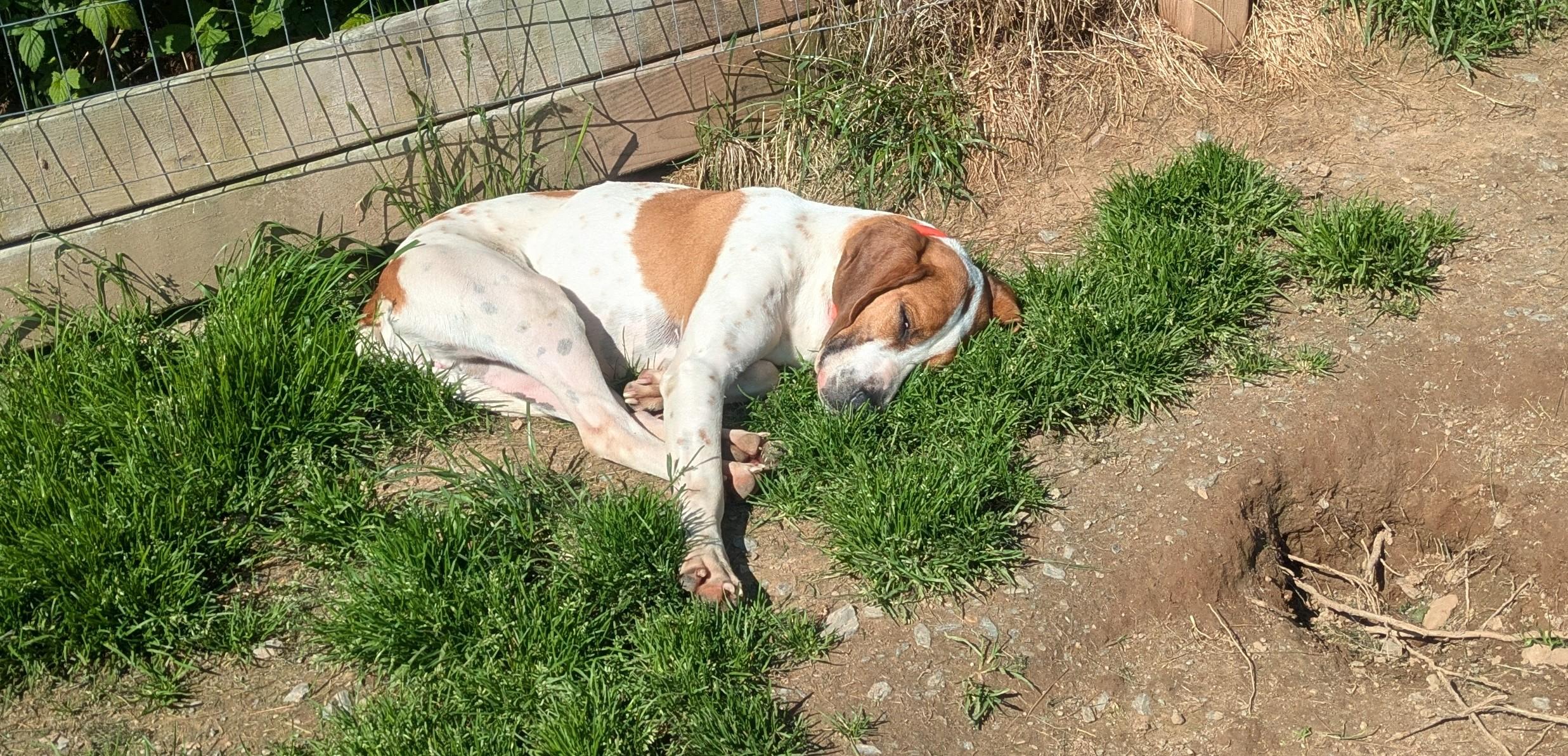 Jedi Fred, Adoptable, Adult Male Hound.