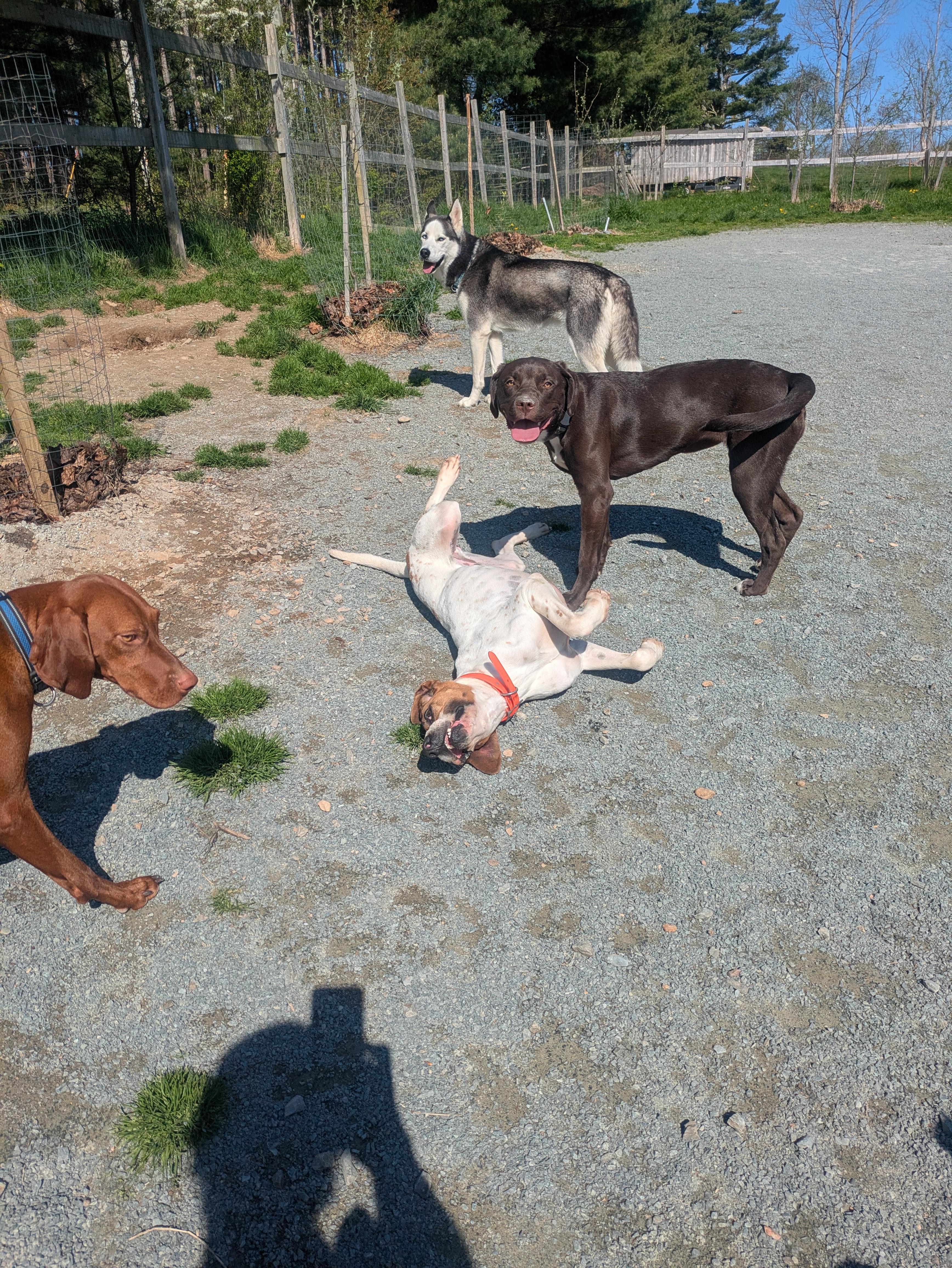 Enlarge Jedi Fred, a Adoptable mixed breed in West Northfield, NS image 2/5